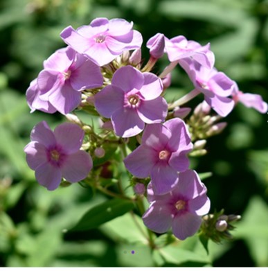 풀협죽도 '스위트 로라’ "Phlox paniculata 'Sweet Laura'"