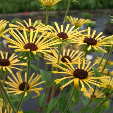잔털루드베키아 '헨리 아일러스’ "Rudbeckia subtomentosa 'Henry Eilers'" 