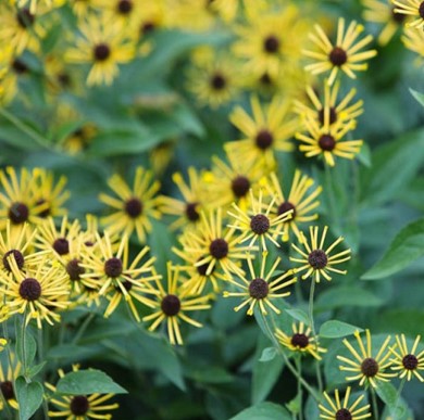 잔털루드베키아 '리틀 헨리' "Rudbeckia subtomentosa 'Little Henry'"