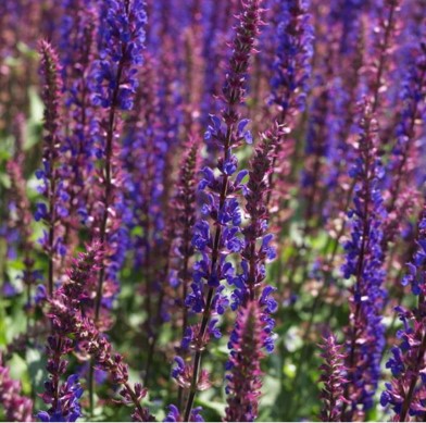 살비아 네모로사 '카라돈나' "Salvia nemorosa 'Caradonna'"