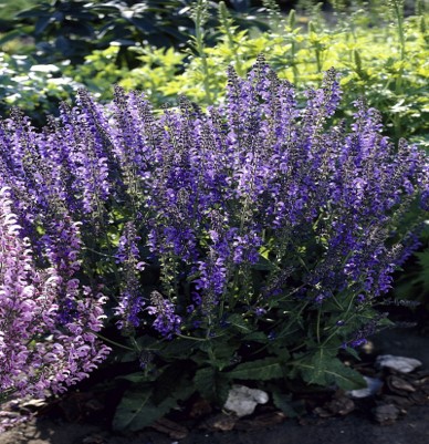 살비아 실베스트리스 '랩소디 인 블루' "Salvia × sylvestris 'Rhapsody in Blue'" 