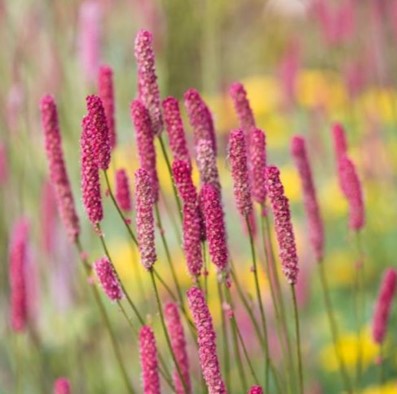 상귀소르바 '블랙쏜' "Sanguisorba 'Blackthorn'"