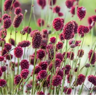 상귀소르바 '프라우드 메리' "Sanguisorba 'Blackthorn'"