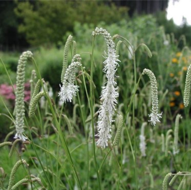 상귀소르바 테누이폴리아 테누이폴리아 "Sanguisorba tenuifolia var. tenuifolia"