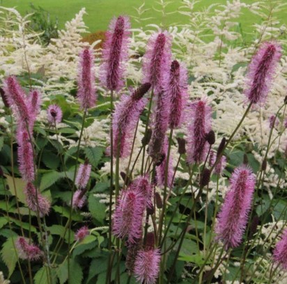 멘지스오이풀 "Sanguisorba menziesii"